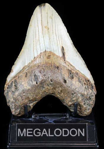 Bargain, Megalodon Tooth - North Carolina #59020